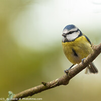Buy canvas prints of A beautiful Blue Tit sits perched on a branch by Paul Tuckley