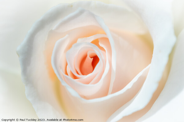 A Perfect Rose Picture Board by Paul Tuckley