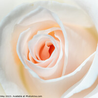 Buy canvas prints of A Perfect Rose by Paul Tuckley