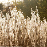 Buy canvas prints of Silver Feather Grass in autumnal sunlight by Marcin Rogozinski