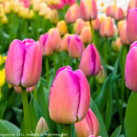 Buy canvas prints of Pink and yellow tulips growing on flowerbed by Marcin Rogozinski