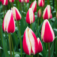 Buy canvas prints of White and red bicolor tulips by Marcin Rogozinski