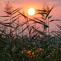 Buy canvas prints of Pink sunrise over the lake and reeds by Marcin Rogozinski