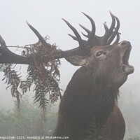 Buy canvas prints of Deer stag roaring in dense fog by Marcin Rogozinski
