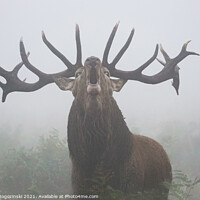 Buy canvas prints of Deer with big antlers roaring in dense fog by Marcin Rogozinski