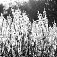 Buy canvas prints of Silver Feather Grass in autumnal sunlight in black and white by Marcin Rogozinski