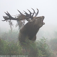 Buy canvas prints of Deer stag roaring in dense fog by Marcin Rogozinski