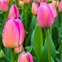 Buy canvas prints of Pink and yellow tulips growing on flowerbed by Marcin Rogozinski