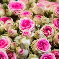 Buy canvas prints of Bouquet of beautiful white and pink bicolor roses by Marcin Rogozinski