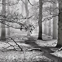Buy canvas prints of Frosty Trees by Kevin Warburton