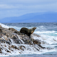 Buy canvas prints of Sea Lion resting on Watery Rocks  by Kevin Warburton