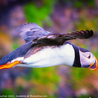 Buy canvas prints of Flying Puffin by Kevin Warburton