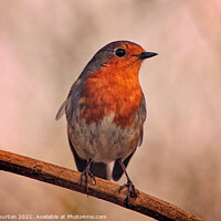 Buy canvas prints of Robin sitting alone. by Kevin Warburton