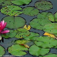 Buy canvas prints of Water Lilly by Meena Patel
