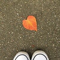 Buy canvas prints of Heart shaped leaf  by Anna Hamill