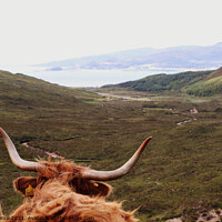 Buy canvas prints of Highland Cow overlooking hills on the isle of Skye by Anna Hamill
