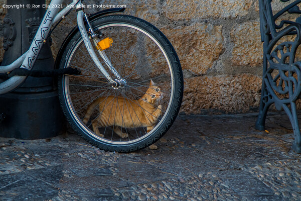 Ginger Kitten's Bike Adventure Picture Board by Ron Ella