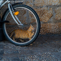 Buy canvas prints of Ginger Kitten's Bike Adventure by Ron Ella