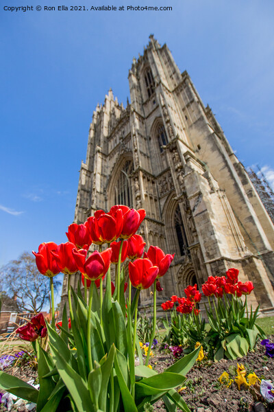 Blooming Beauty at Beverley Minster Picture Board by Ron Ella