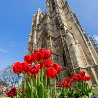 Buy canvas prints of Blooming Beauty at Beverley Minster by Ron Ella