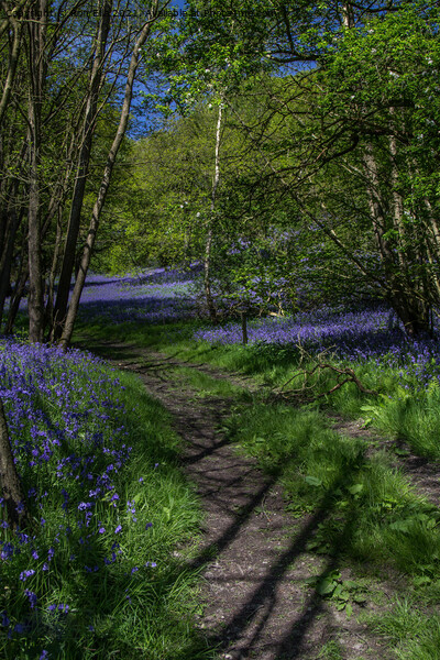 A Sea of Bluebells Picture Board by Ron Ella