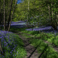 Buy canvas prints of A Sea of Bluebells by Ron Ella