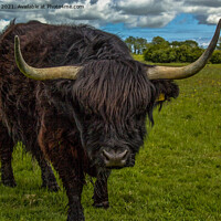 Buy canvas prints of The Dark Beauty of Highland Cows by Ron Ella