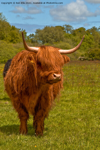 The Regal Brown Highland Cow Picture Board by Ron Ella