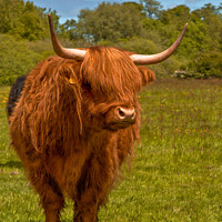 Buy canvas prints of The Regal Brown Highland Cow by Ron Ella