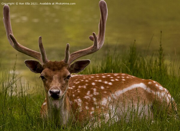 Peaceful Deer Soaking up Sunlight Picture Board by Ron Ella