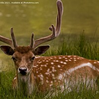 Buy canvas prints of Peaceful Deer Soaking up Sunlight by Ron Ella