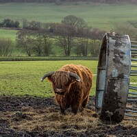 Buy canvas prints of Grazing on a Scottish Farm by Ron Ella