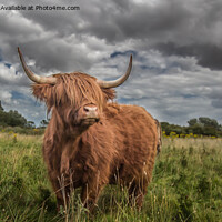 Buy canvas prints of Regal Highland Beauty by Ron Ella