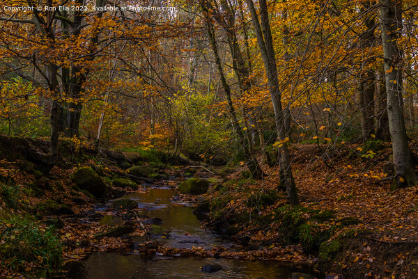 Autumnal Stream Picture Board by Ron Ella