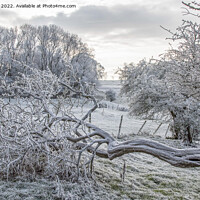 Buy canvas prints of Resilient Winter Tree by Ron Ella