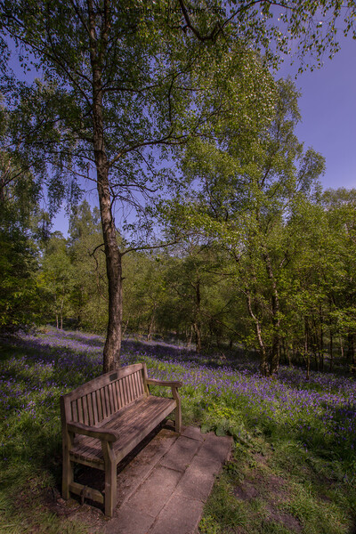 A Symphony of Bluebells Picture Board by Ron Ella