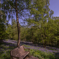 Buy canvas prints of A Symphony of Bluebells by Ron Ella