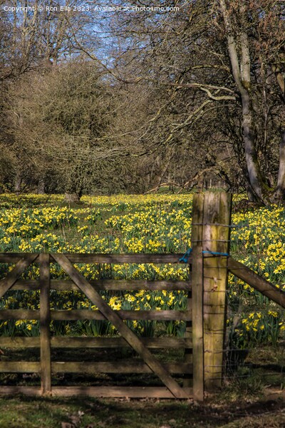 Daffodil Wonderland Picture Board by Ron Ella
