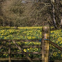 Buy canvas prints of Daffodil Wonderland by Ron Ella