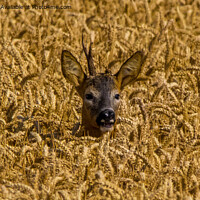 Buy canvas prints of Wheat-Framed Deer by Ron Ella