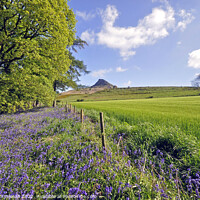 Buy canvas prints of Roseberry topping view through the bluebells by Robin Whitehead