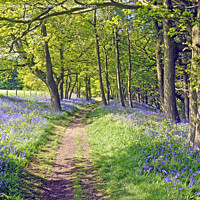 Buy canvas prints of Path through the bluebell woods by Robin Whitehead