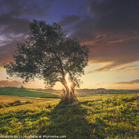 Buy canvas prints of Olive tree at sunset. Tuscany by Stefano Orazzini