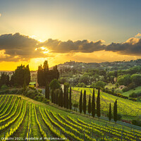 Buy canvas prints of Vineyards in Alta Maremma at Sunset by Stefano Orazzini