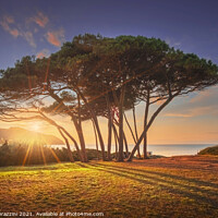 Buy canvas prints of Pine trees at Sunset. Baratti, Tuscany. by Stefano Orazzini