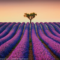 Buy canvas prints of Lavender Fields and Lonely Tree by Stefano Orazzini