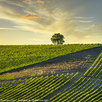 Buy canvas prints of Chianti Vineyards and a Tree by Stefano Orazzini