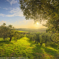 Buy canvas prints of Olive Grove at Sunset. Tuscany by Stefano Orazzini