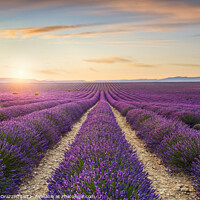 Buy canvas prints of Lavender Fields at Sunset by Stefano Orazzini