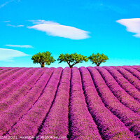 Buy canvas prints of Lavender, Clouds and Trees by Stefano Orazzini